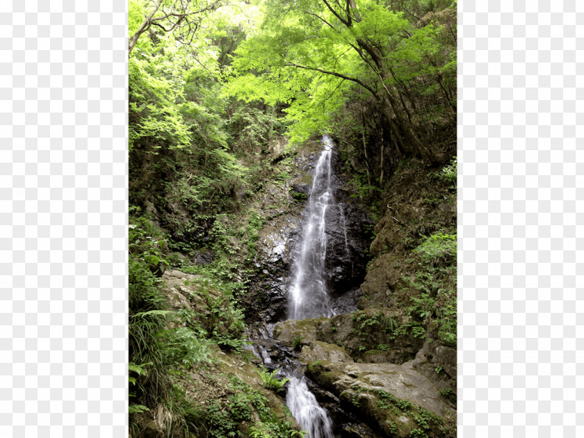 Waterfall Rainforest Valdivian Temperate Rain Forest Vegetation PNG