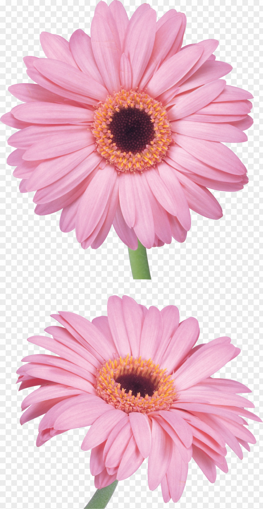 Flower Pink Clip Art PNG