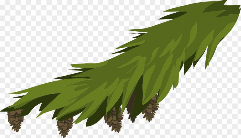 Leaf Branch Evergreen Fir Pine PNG