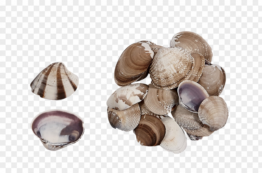 Seashell Clam Cockle Pleurotus Eryngii Edible Mushroom PNG