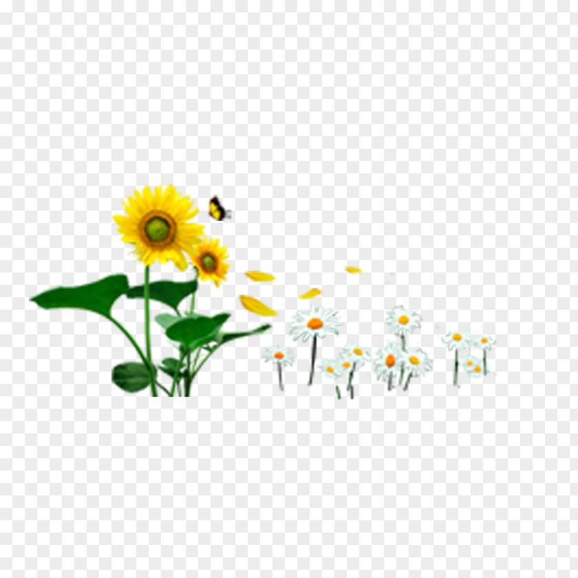 Sunflower And Wild Chrysanthemum Butterfly Common Icon PNG