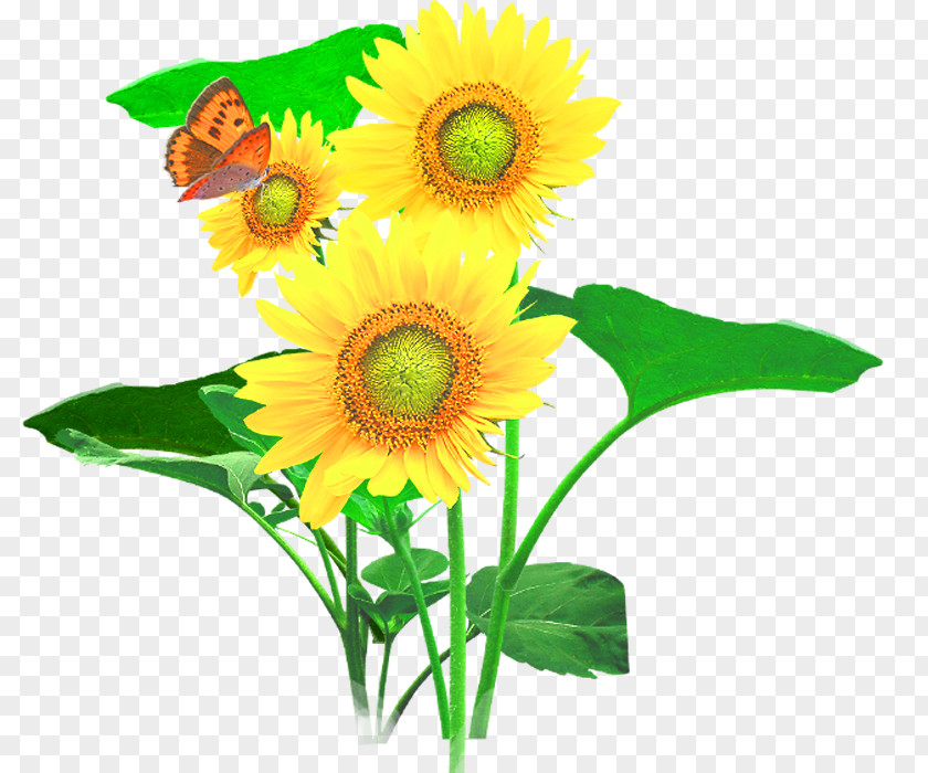 Sunflower Common Cut Flowers PNG