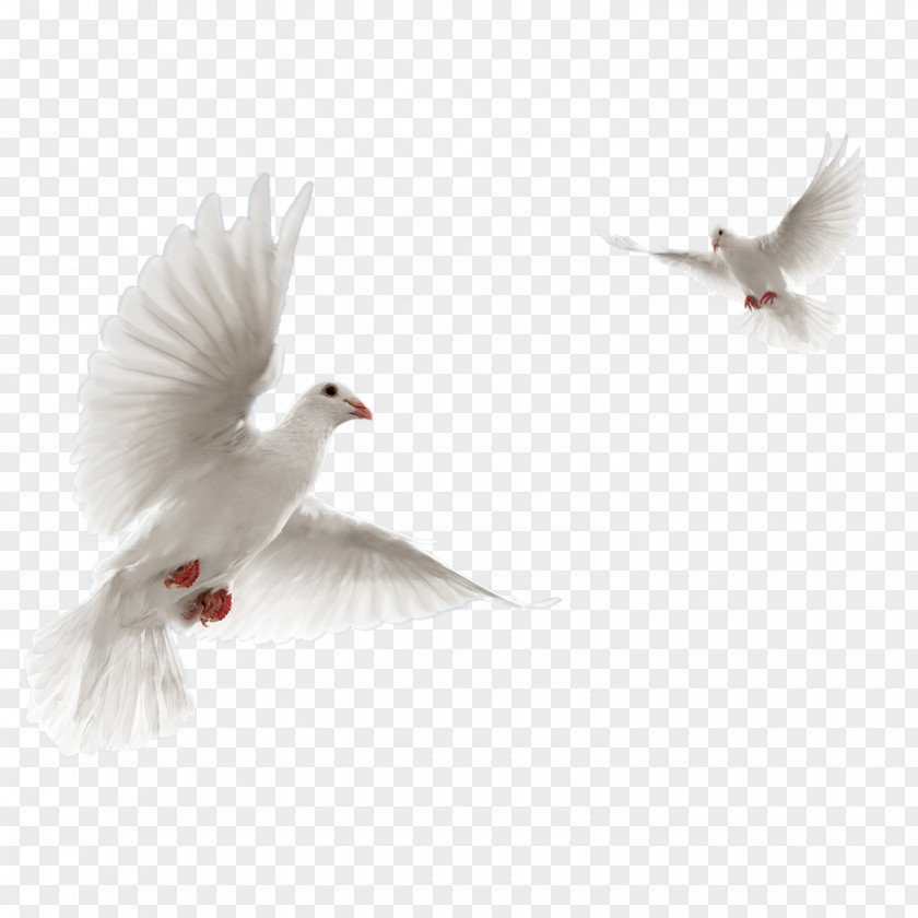 Bird Columbidae Rock Dove Flight Clip Art PNG