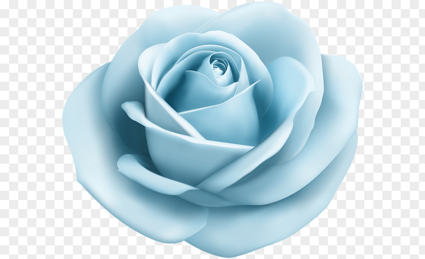 Flower Blue Rose Centifolia Roses Garden Clip Art PNG