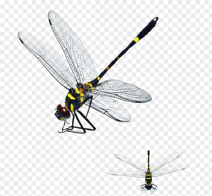 HD Autumn Simple Dragonfly Download PNG