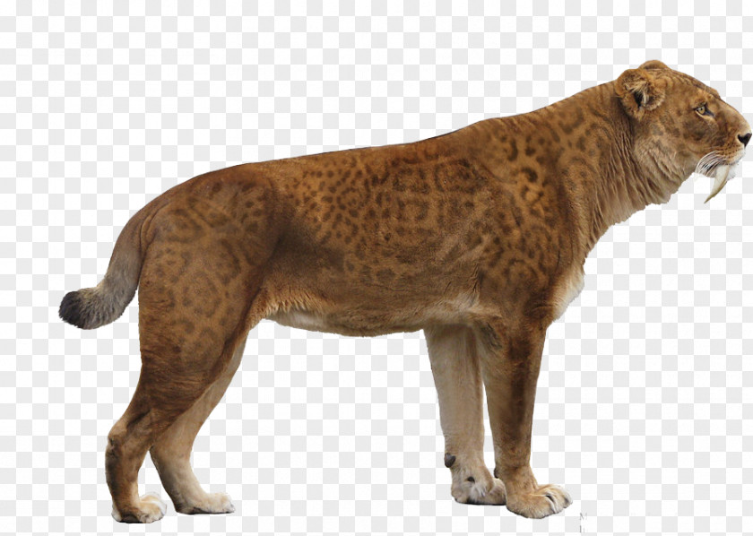 Lion Bison Antiquus Saluki Saber-toothed Tiger Cat PNG