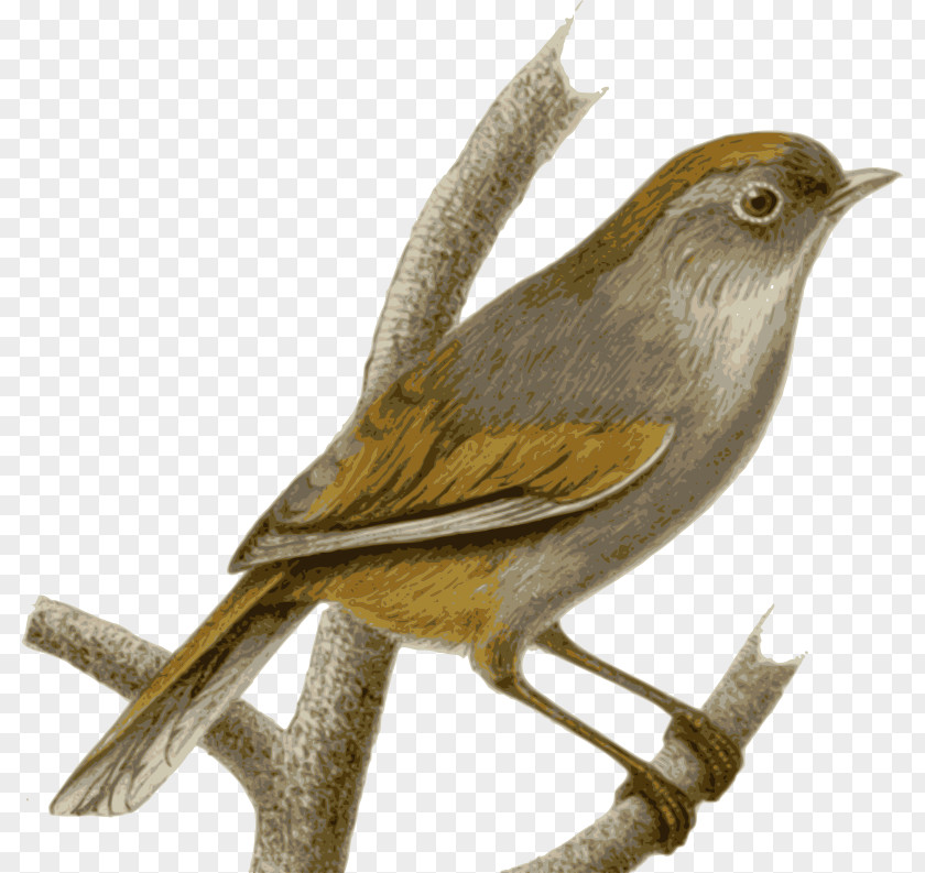 Peru Cliparts Sparrow Bird Spectacled Fulvetta Old World Babbler PNG
