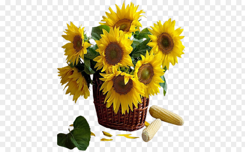 Sunflower Available In Different Size Common Clip Art PNG