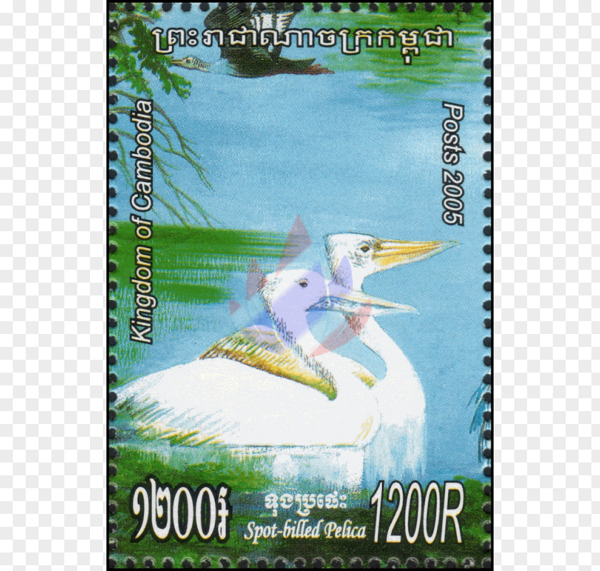 Bird Beak Ecosystem Fauna Advertising PNG