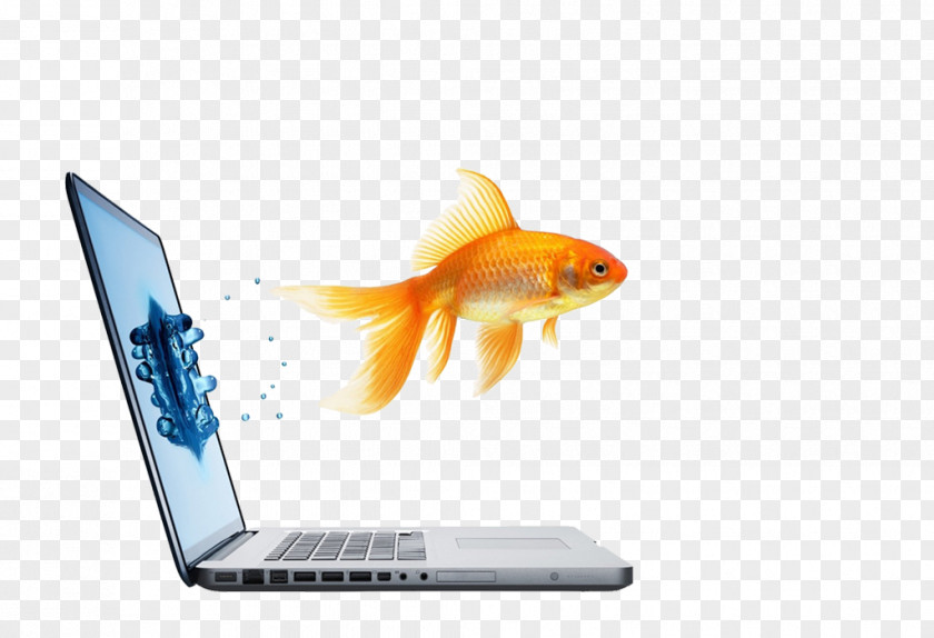 Business Viešbutis „Verslo Klasė“ Goldfish Advertising Responsive Web Design PNG