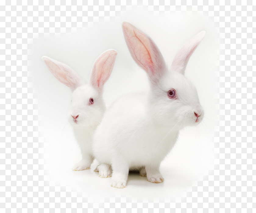 Rabbit Cruelty-free Animal Testing Stock Photography Cosmetics On Animals PNG
