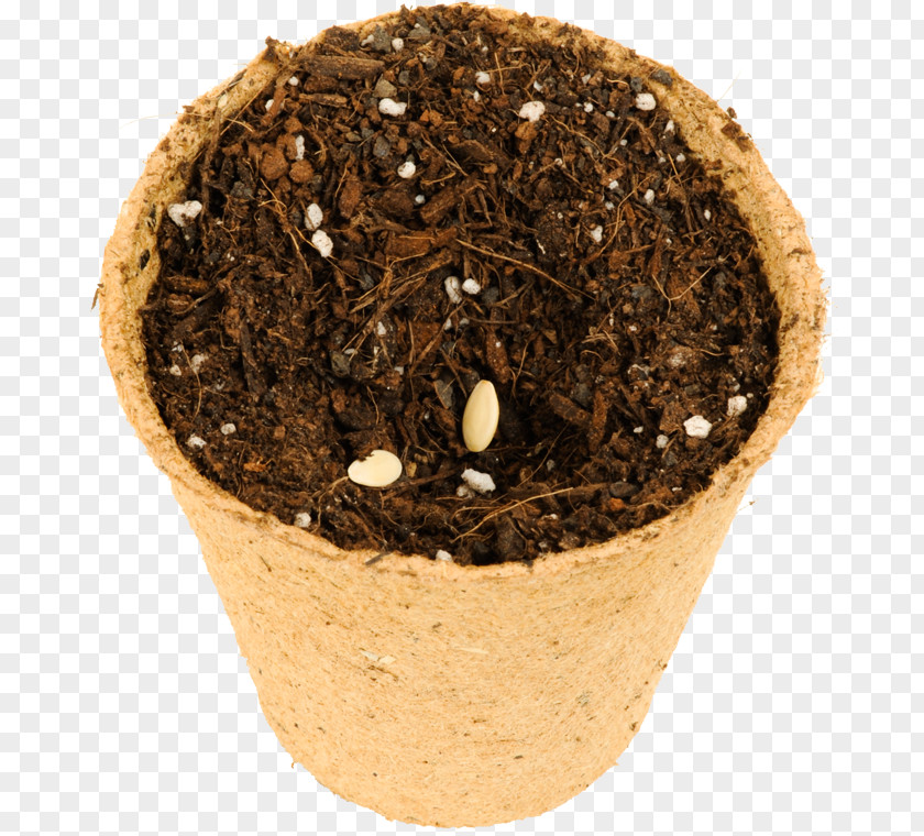Cucumis Sativus Soil Flowerpot PNG