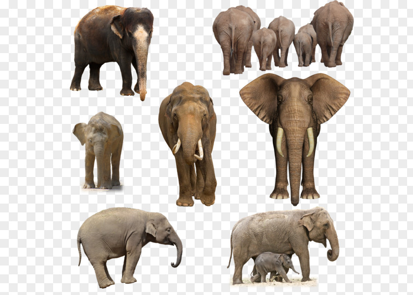 Elephants African Elephant Animal Wildlife DeviantArt PNG