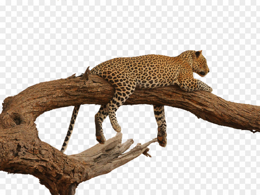 Leopard Felidae Clip Art Image PNG