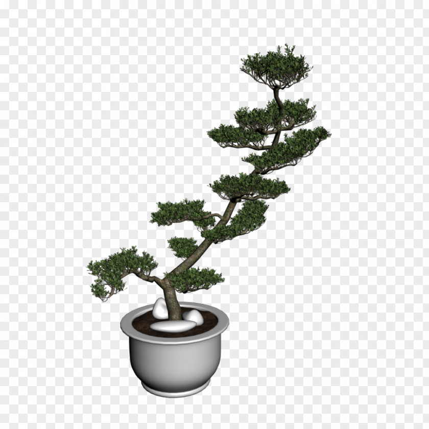 Bonsai For Beginners Tree Houseplant Sageretia Theezans PNG
