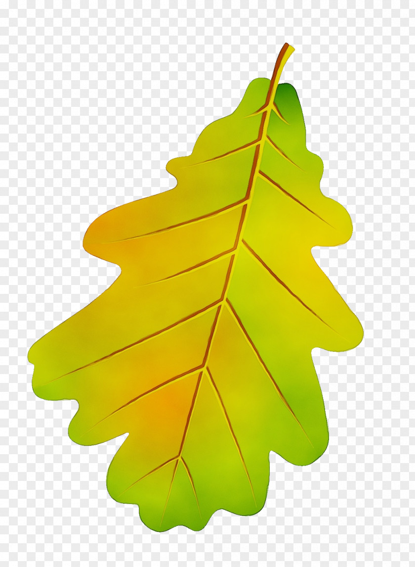 Fir Plane Red Maple Tree PNG