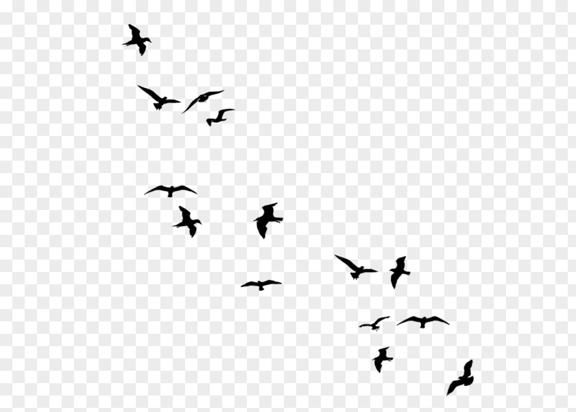 Fly Pigeons Bird Flight Drawing Clip Art PNG