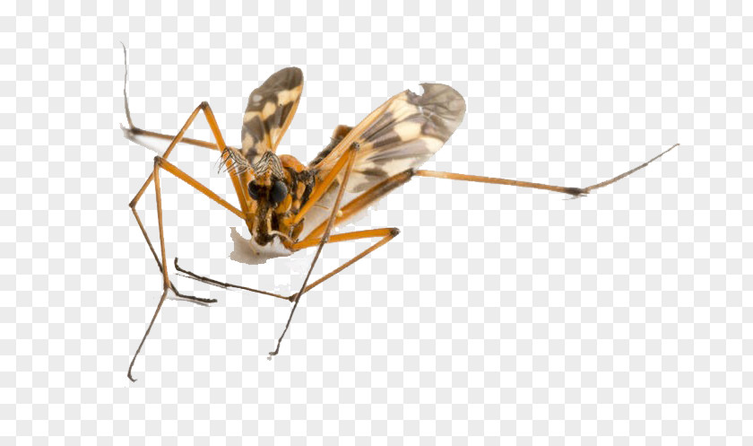 Flying Animal Mosquito Insect PNG