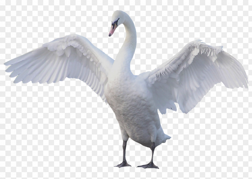 Goose Mute Swan Bird Black PNG