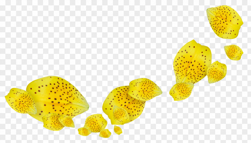 Ham Yellow Flower Petal White PNG