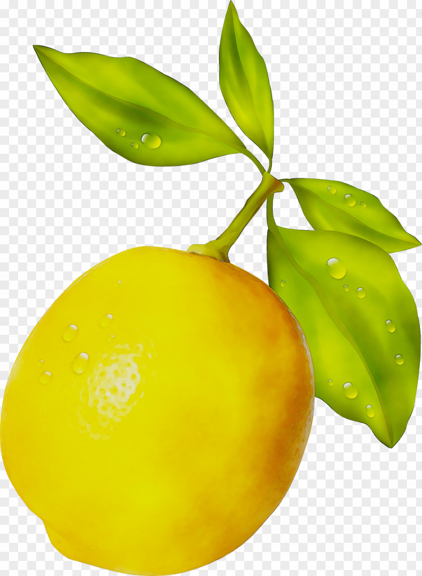 Lemon Citron Citric Acid Yuzu PNG