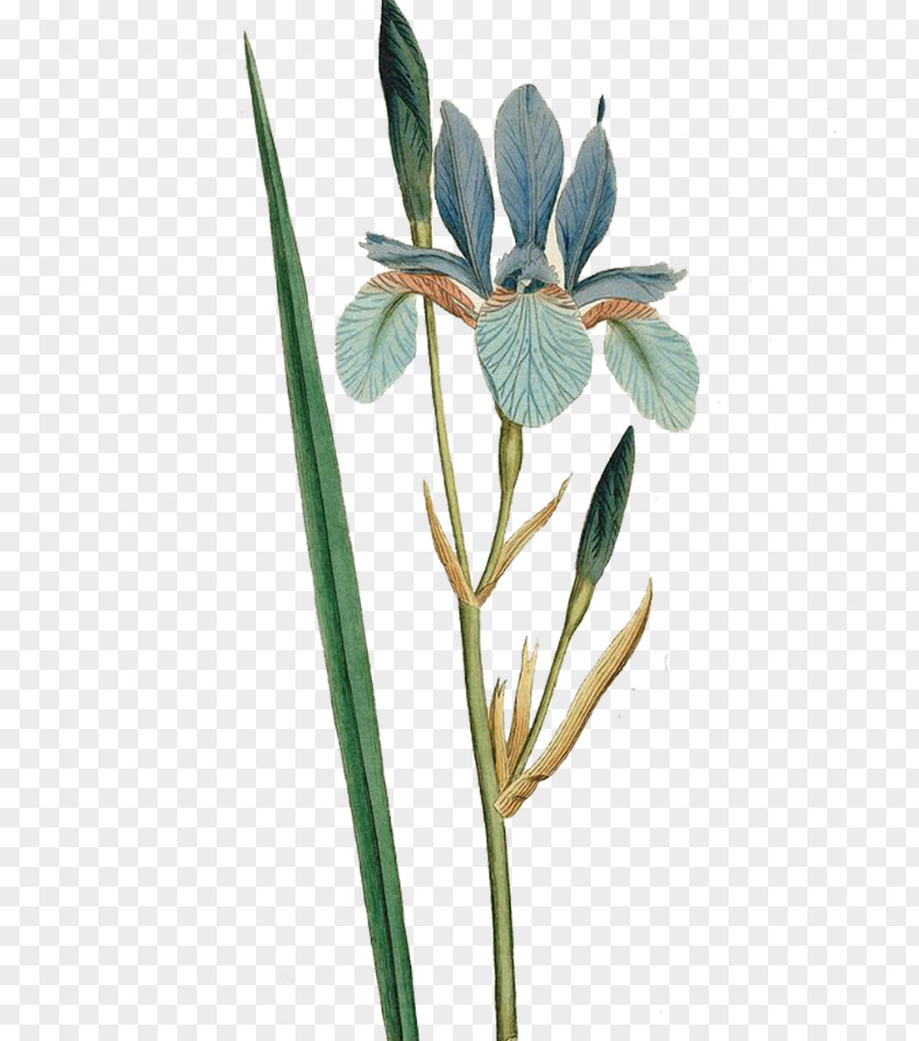 Lily Bouquet Iris Sibirica Flower Botanical Illustration Curtiss Magazine Botany PNG