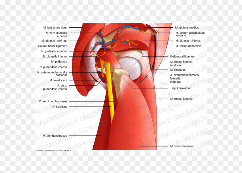 Muscles Of The Hip Pelvis Thigh PNG of the hip Thigh, Endocrine System clipart PNG
