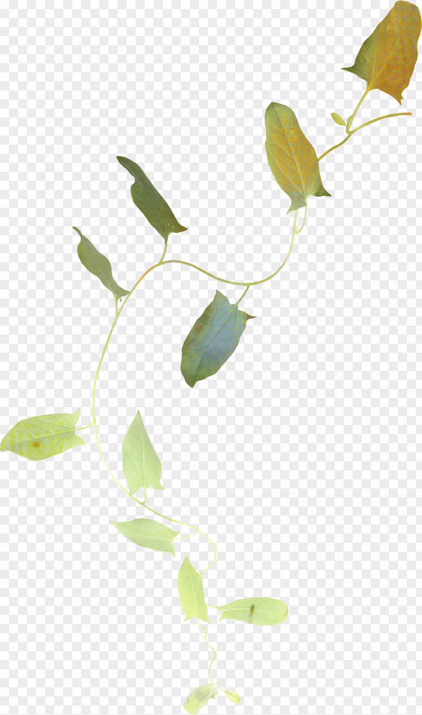 Pedicel Plant Tree Drawing PNG