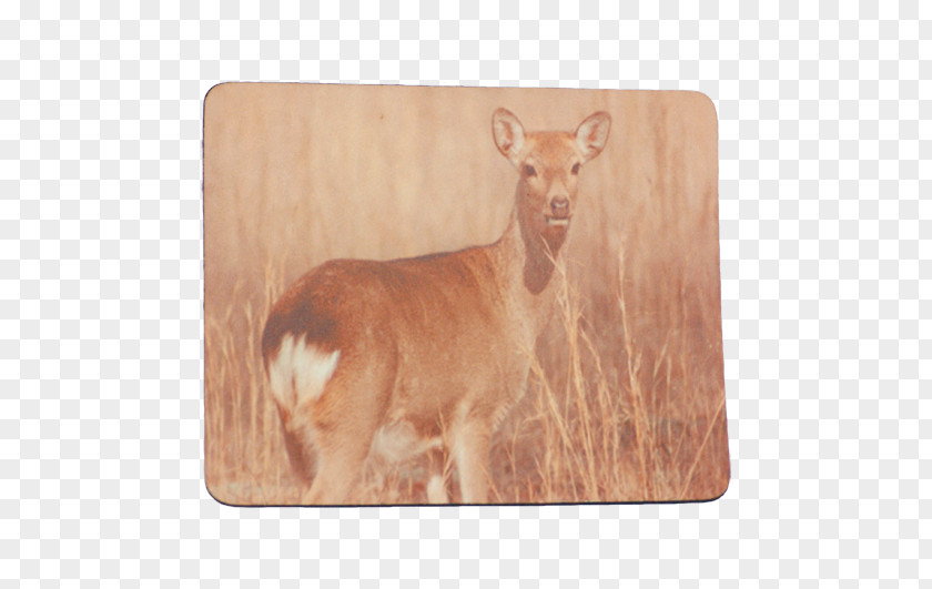 Deer Cattle Wildlife Snout Tail PNG