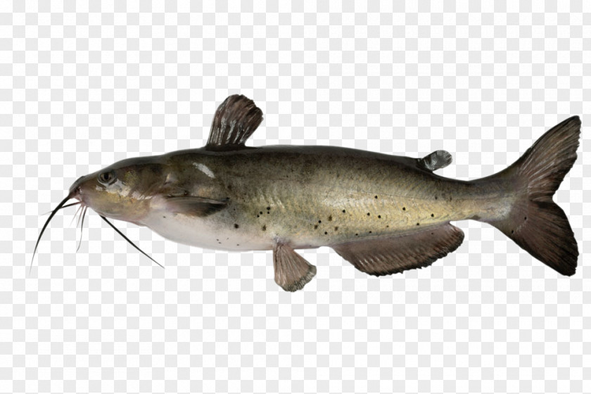 HD Sea Fish Channel Catfish Stock Photography Royalty-free PNG