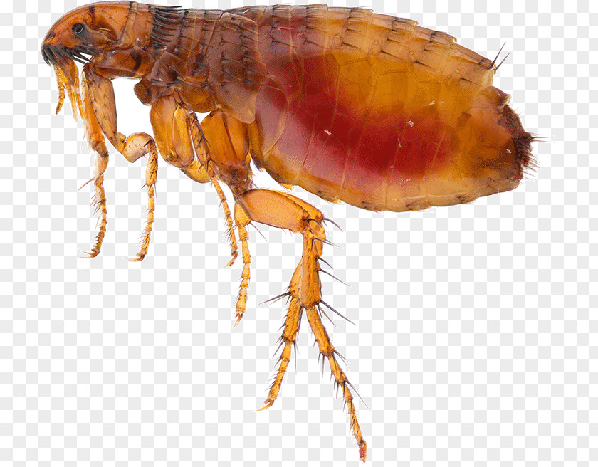 Insect Mosquito Flea Pest Cat PNG