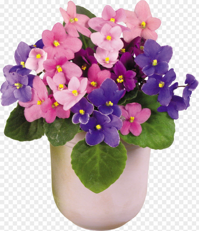 Jasmine Flower Viola Tricolor African Violets Houseplant Vase PNG