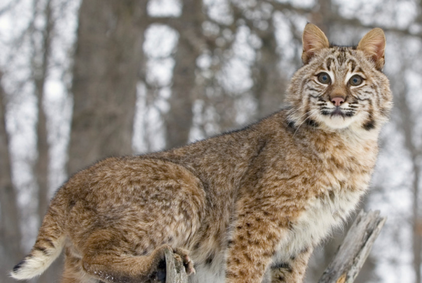 Lynx Bobcat Felidae Wildcat Cougar Deer PNG