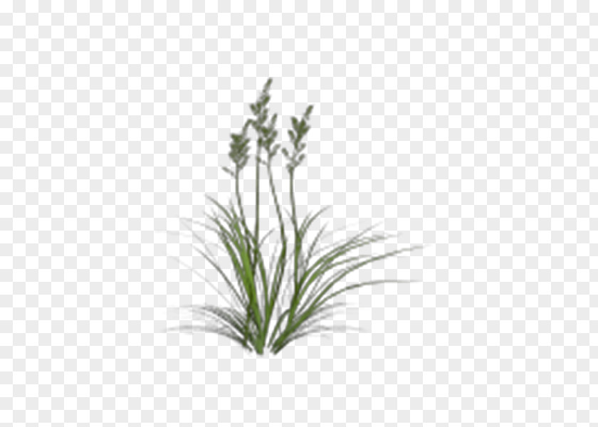 Strong Grass PNG
