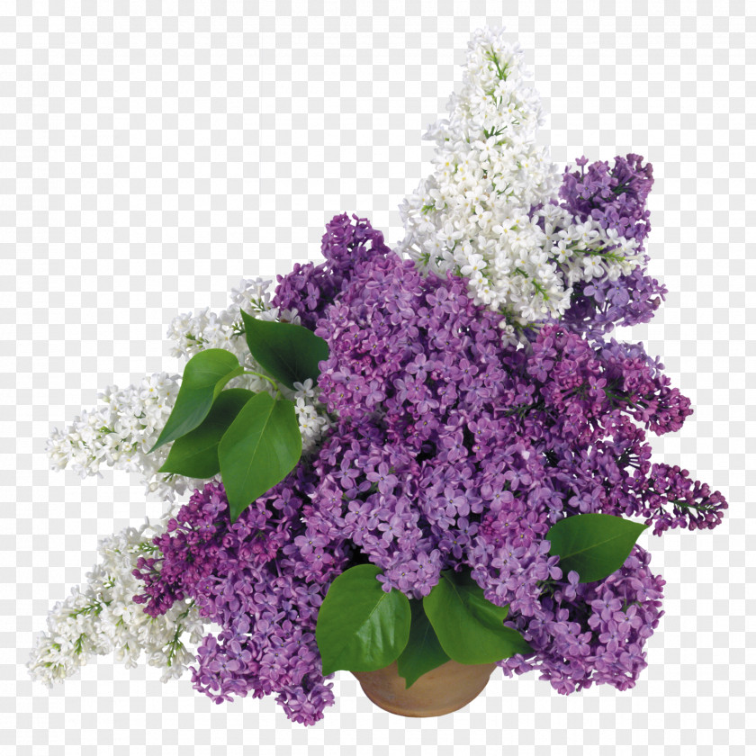 Lilac Flower Desktop Wallpaper Common Display Resolution PNG