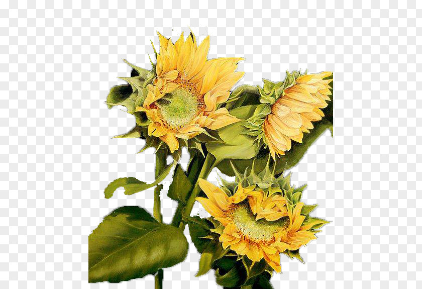 Realism Sunflower Watercolor Common Sunflowers Still Life Oil Painting PNG