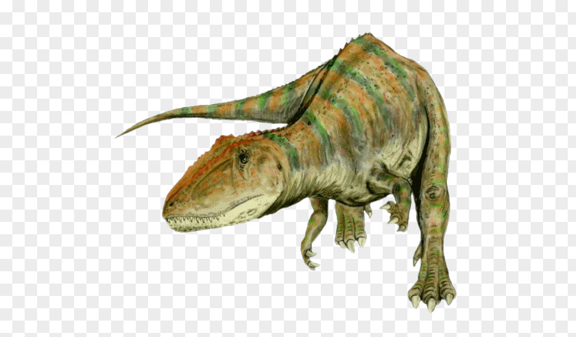 Dinosaur Carcharodontosaurus Giganotosaurus Tyrannosaurus Spinosaurus Allosaurus PNG