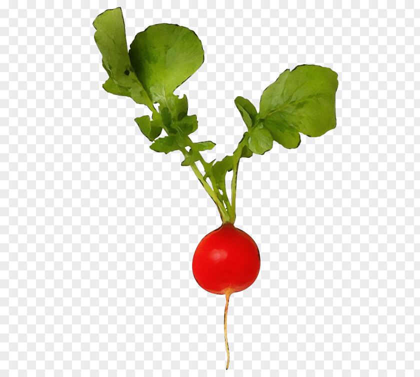 Flowering Plant Beet Radish Flower Vegetable Leaf PNG