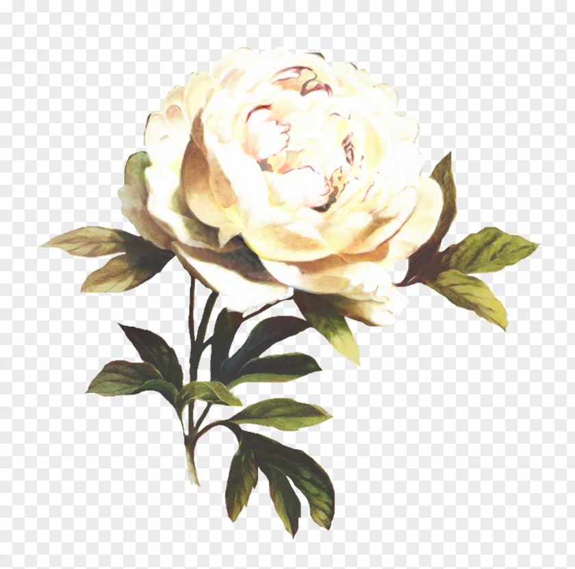 Garden Roses Cabbage Rose Floribunda Cut Flowers Floral Design PNG