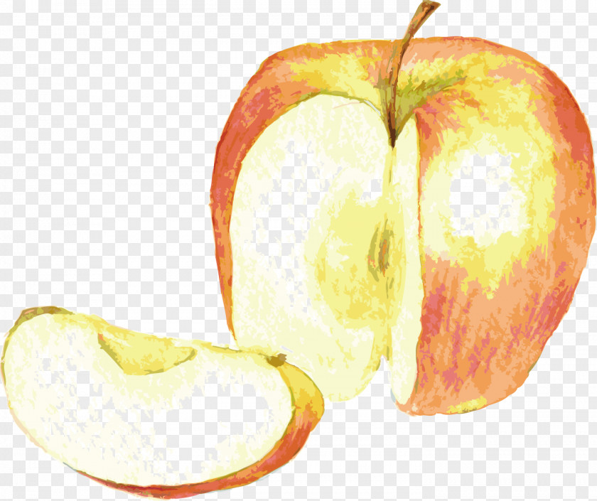 Realistic Apple Vector Drawing Watercolor Painting PNG