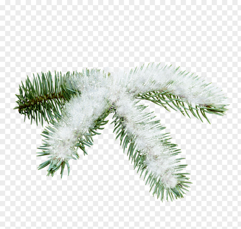 Snow Falling Free Psd Spruce Christmas Ornament Pine Twig Author PNG