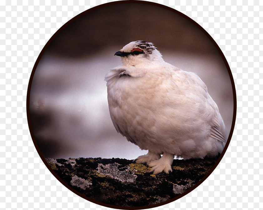 Bird Rock Ptarmigan Alps Willow Partridge PNG