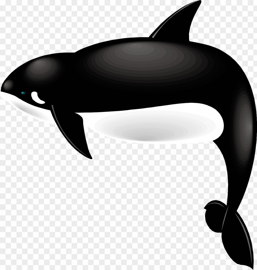 Dolphin Killer Whale Whales Tilikum Cetaceans PNG