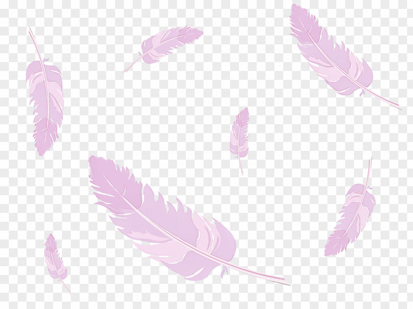 Feather PNG