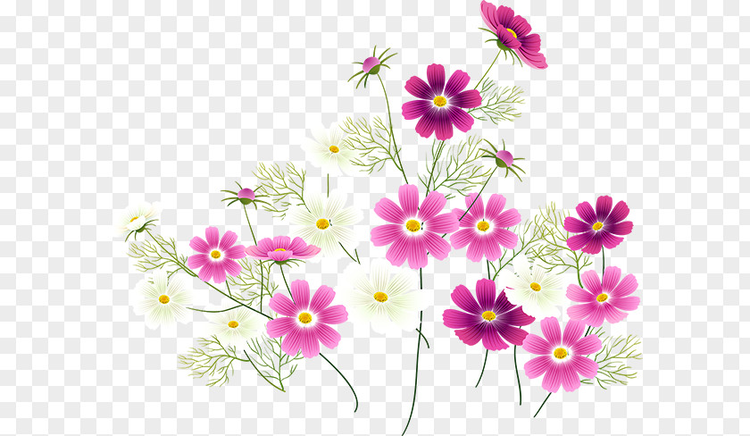 Flower Floral Design Garden Cosmos Motif Spring PNG