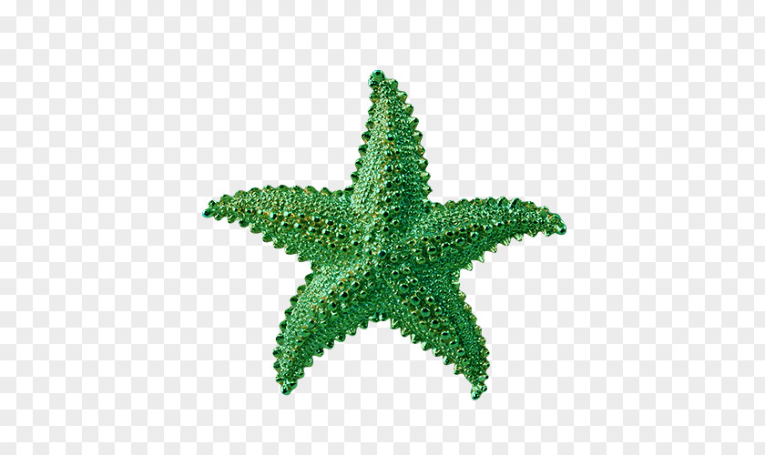 Green Starfish Clip Art PNG