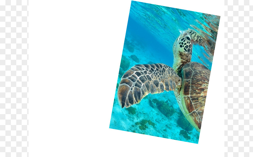 Underwater Diving Maldives Sea Turtle Scuba PNG