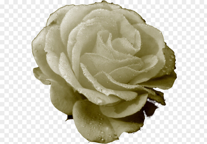 Cc0 Garden Roses Cabbage Rose Cut Flowers Petal PNG