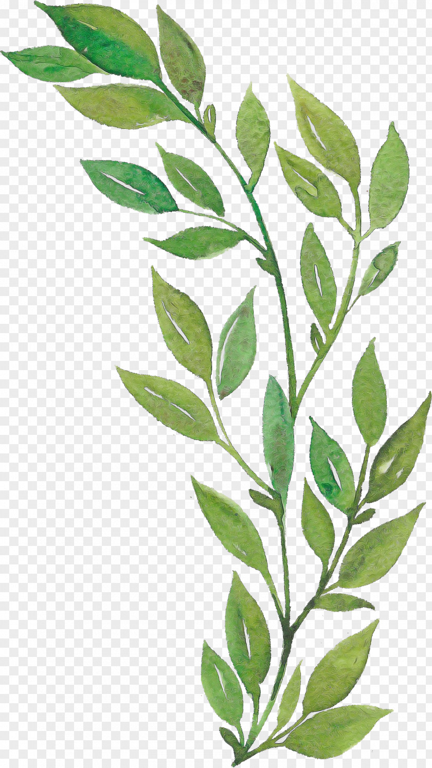 Leaf Twig Plant Stem Cartoon Logo PNG