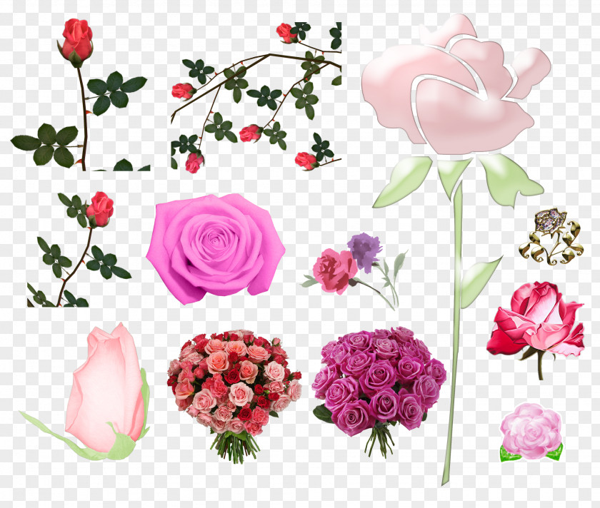 Pink Roses Garden Centifolia Cut Flowers PNG